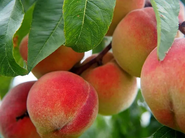 Comment bien choisir vos produits bio en supermarché online